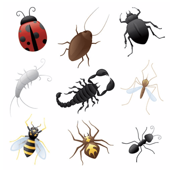 A set of Creepy Crawlies on a white background.