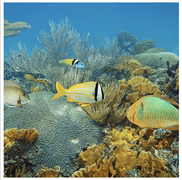 A group of fish swimming in the See the Sea.